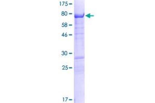 GPRIN2 Protein (AA 1-461) (GST tag)