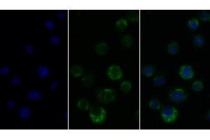 Detection of CD45 in Human THP1 cell using Polyclonal Antibody to Protein Tyrosine Phosphatase Receptor Type C (CD45) (CD45 antibody  (AA 193-575))