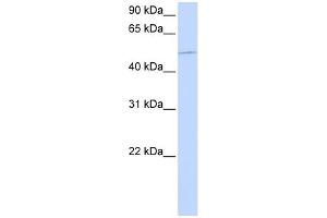 WB Suggested Anti-KIF12 Antibody Titration:  0.