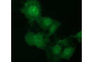 Immunofluorescence (IF) image for anti-E3 SUMO-Protein Ligase NSE2 (NSMCE2) antibody (ABIN1499527) (NSMCE2 antibody)