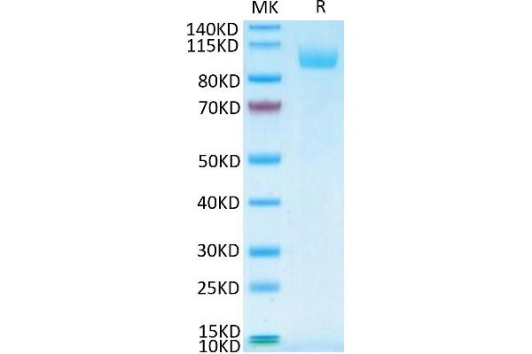 SIGLEC5 Protein (AA 17-434) (Fc Tag)