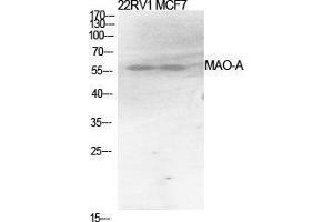 Western Blot (WB) analysis of specific cells using MAO-A Polyclonal Antibody. (Monoamine Oxidase A antibody  (Internal Region))