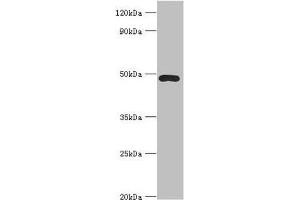 Western blot All lanes: ACTR3B antibody at 8 μg/mL + HepG2 whole cell lysate Secondary Goat polyclonal to rabbit IgG at 1/10000 dilution Predicted band size: 48, 38, 40 kDa Observed band size: 48 kDa (ACTR3B antibody  (AA 189-418))
