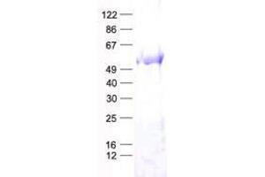 Validation with Western Blot (TRMT5 Protein (His tag))