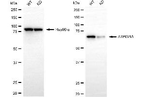 Western blotting analysis using ATP6V1A antibody (ABIN7797698).