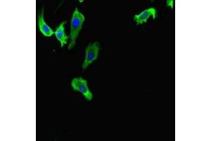 Immunofluorescence (IF) image for anti-Hypoxia Inducible Factor 1, alpha Subunit Inhibitor (HIF1AN) (AA 2-254) antibody (ABIN7156025)