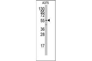 Western blot analysis of anti-PTRF Antibody (N-term) Pab in A375 cell line lysates (35ug/lane). (PTRF antibody  (C-Term))