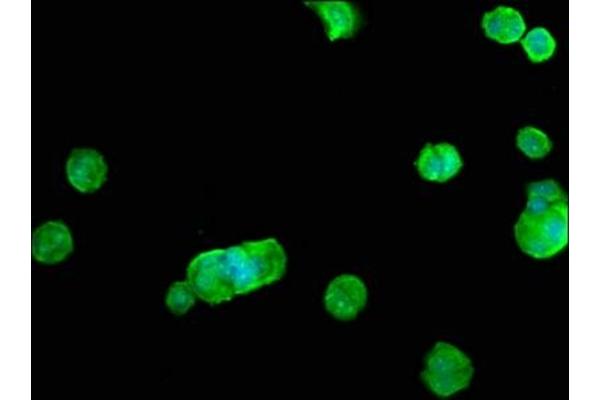 RHOB antibody  (AA 1-196)