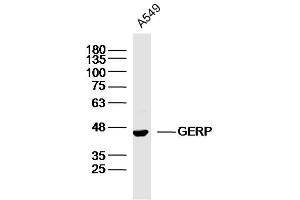 A549 lysates probed with GERP Polyclonal Antibody, Unconjugated  at 1:300 dilution and 4˚C overnight incubation. (BRIX1 antibody  (AA 51-150))