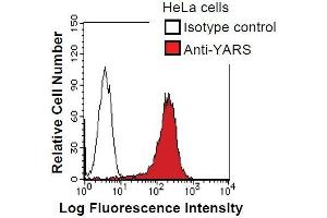 HeLa cells were fixed in 2% paraformaldehyde/PBS and then permeabilized in 90% methanol. (YARS antibody)
