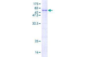 TOR3A Protein (AA 1-397) (GST tag)