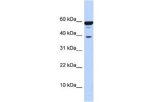 WB Suggested Anti-PPP1R8 Antibody Titration:  0. (PPP1R8 antibody  (Middle Region))