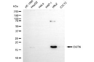 Western blotting analysis using DSTN antibody (ABIN7798322). (Recombinant Destrin antibody)