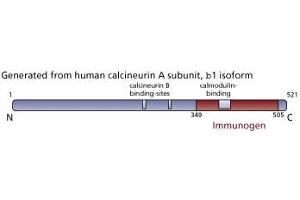 Image no. 1 for anti-Calcineurin (CAN) (AA 349-505) antibody (ABIN967510) (CAN antibody  (AA 349-505))