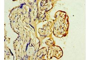 Immunohistochemistry of paraffin-embedded human placenta tissue using ABIN7174000 at dilution of 1:100