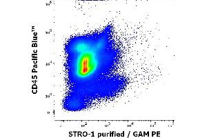 Flow cytometry multicolor surface staining pattern of human bone marrow cells using anti-human STRO-1 (STRO-1) purified antibody (concentration in sample 4 μg/mL, GAM PE) and anti-human CD45 (MEM-28) Pacific Blue antibody (4 μL reagent per milion cells in 100 μL of cell suspension). (STRO-1 antibody)