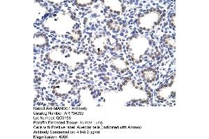 Human Lung (MANSC1 antibody  (N-Term))