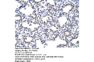 Human Lung (MANSC1 antibody  (N-Term))