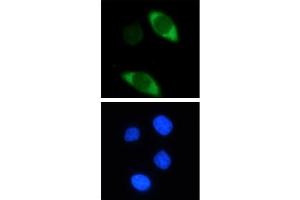 Cas9 antibody (mAb) tested by Immunoflourescence. (CRISPR-Cas9 (N-Term) antibody)