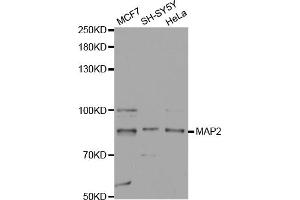 Western blot analysis of extracts of various cell lines, using MAP2 antibody (ABIN5970171) at 1/1000 dilution. (MAP2 antibody)