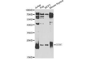 Western blot analysis of extracts of various cell lines, using CD3E Antibody. (CD3 epsilon antibody  (AA 25-207))