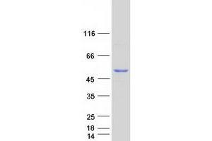 Validation with Western Blot (IFI44 Protein (Myc-DYKDDDDK Tag))