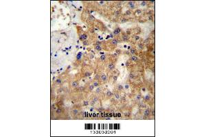 NDST1 Antibody immunohistochemistry analysis in formalin fixed and paraffin embedded human liver tissue followed by peroxidase conjugation of the secondary antibody and DAB staining. (NDST1 antibody  (C-Term))