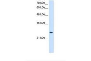 Image no. 1 for anti-phosphopantothenoylcysteine Decarboxylase (PPCDC) (AA 51-100) antibody (ABIN321095)
