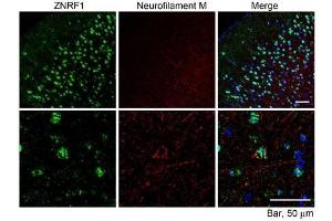 ABIN1590014 (10µg/ml) staining of paraffin embedded Mouse Cerebral Cortex. (ZNRF1 antibody  (Internal Region))