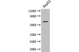 Western blot All lanes: SMAD4 antibody at 3 μg/mL + HepG2 whole cell lysate Secondary Goat polyclonal to rabbit IgG at 1/10000 dilution Predicted band size: 61 kDa Observed band size: 61 kDa (SMAD4 antibody  (AA 27-195))