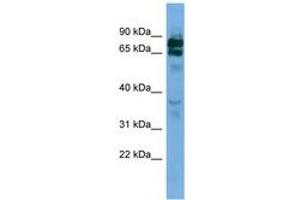 Image no. 1 for anti-Protocadherin beta 16 (PCDHB16) (AA 251-300) antibody (ABIN6745670)