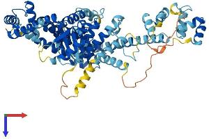 AlphaFold protein structure predicition of Mouse Recombinant Nub1 Protein, UniprotID P54729