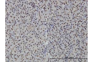 Immunoperoxidase of monoclonal antibody to PTRF on formalin-fixed paraffin-embedded human pancreas. (PTRF antibody  (AA 233-321))