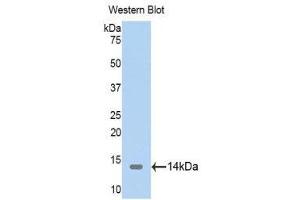 Western Blotting (WB) image for anti-Thioredoxin 2 (TXN2) (AA 60-166) antibody (ABIN1176125) (TXN2 antibody  (AA 60-166))
