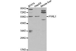 Western blot analysis of extracts of various cell lines, using PVRL1 antibody.