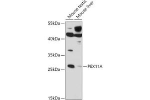 Western blot analysis of extracts of various cell lines, using PEX11A antibody (ABIN7269243) at 1:1000 dilution. (PEX11A antibody  (AA 110-180))