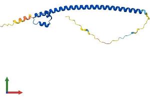 AlphaFold protein structure predicition of Human Recombinant MAFF Protein, UniprotID Q9ULX9 (MafF Protein (AA 1-164) (His tag))