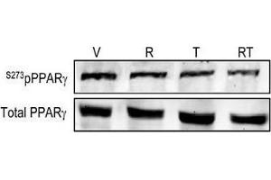 Image kindly submitted by Dr. (PPARG antibody  (pSer273))