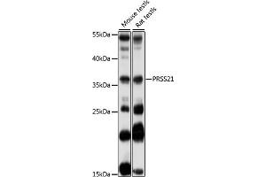 Western blot analysis of extracts of various cell lines, using PRSS21 antibody (ABIN7269581) at 1:1000 dilution.