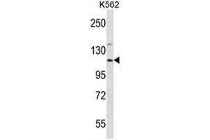 Western blot analysis using EIF3CL Antibody (N-term) Cat. (EIF3C antibody  (N-Term))