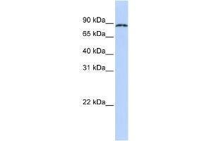 WB Suggested Anti-CPEB4 Antibody Titration:  0. (CPEB4 antibody  (N-Term))