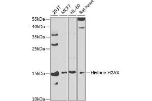 Western blot analysis of extracts of various cell lines, using Histone H2AX antibody (ABIN6134695, ABIN6141564, ABIN6141567 and ABIN6219268) at 1:1000 dilution. (Histone H2A antibody)