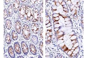 Immunohistochemical staining of human small intestine with ECM1 monoclonal antibody, clone SPM217 . (ECM1 antibody)