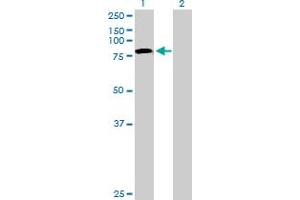 Western Blot analysis of TLE4 expression in transfected 293T cell line by TLE4 MaxPab polyclonal antibody. (TLE4 antibody  (AA 1-773))