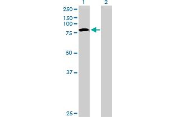 TLE4 antibody  (AA 1-773)