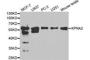 Western blot analysis of extracts of various cell lines, using KPNA2 antibody. (KPNA2 antibody  (AA 1-290))
