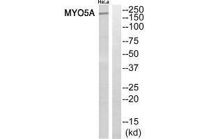 Western blot analysis of extracts from HeLa cells, using MYO5A antibody. (MYO5A antibody  (C-Term))
