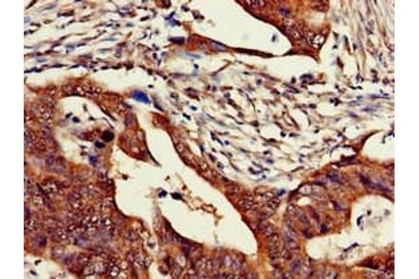 Zinc Finger Protein 816A (ZNF816A) (AA 1-200) antibody