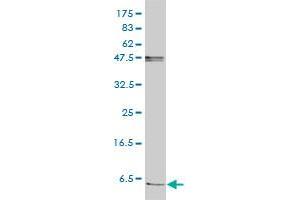 FXYD2 antibody  (AA 1-64)