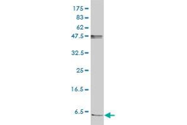 FXYD2 antibody  (AA 1-64)